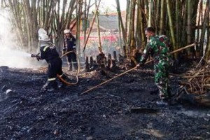 Pertugas Damkar dibantu anggota koramil Kuningan berjibaku memadamkan api yang membakar lahan ponon bambu.